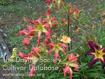 Small World Dancing Flamingos AHS image
