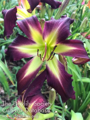 Small World Purple Flash AHS image