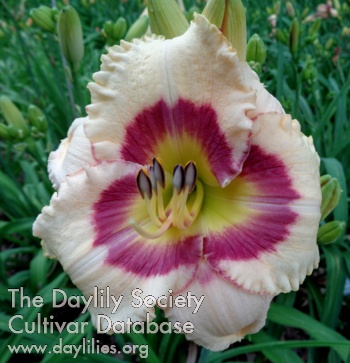 Small World Raving Beauty AHS image