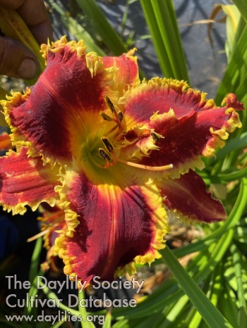 Jurata AHS image
