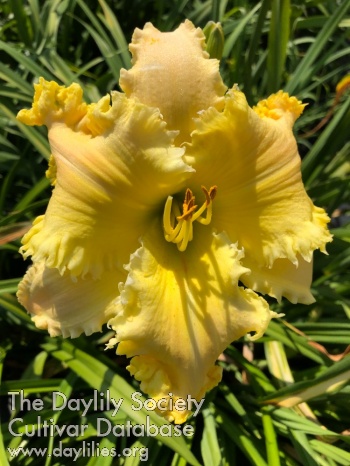 Maravilla Snapdragon AHS image