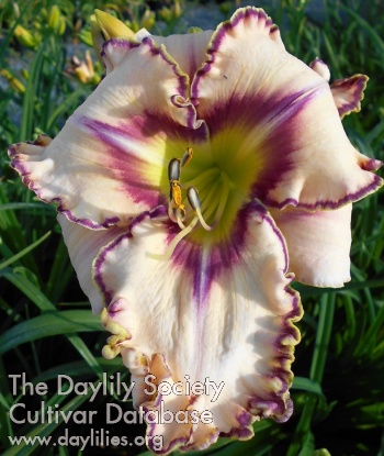 Catherine A. Neily AHS image