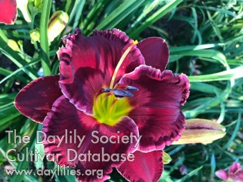 Carolina Red Rooster AHS image