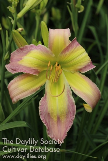 Lily Doré AHS image