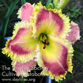 Dawn Billings AHS image