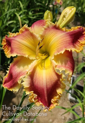 Magic Honey Garden AHS image