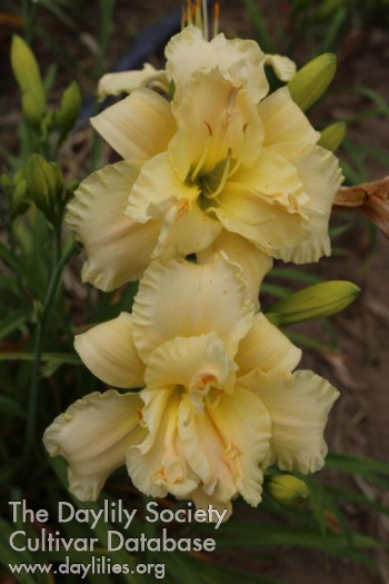 Poplar Nectar AHS image