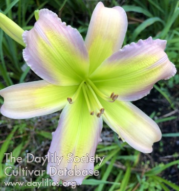 Lilac Springtime AHS image