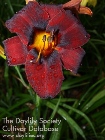 Dark Wizard's Heart AHS image