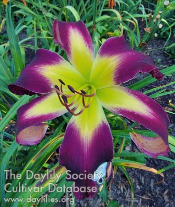 Gem City Murmuration AHS image