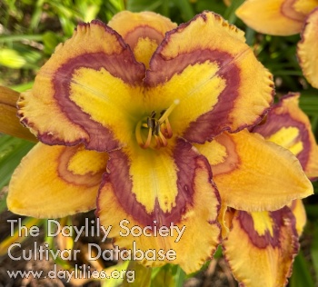 Golden Rum AHS image