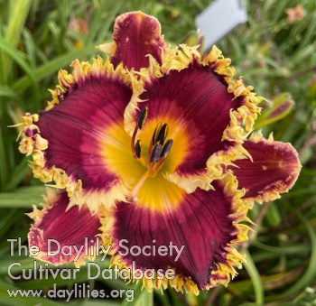 Mary Kathryn's Delight AHS image