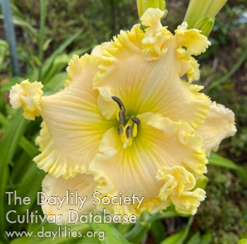Ruffled Pinnacle AHS image