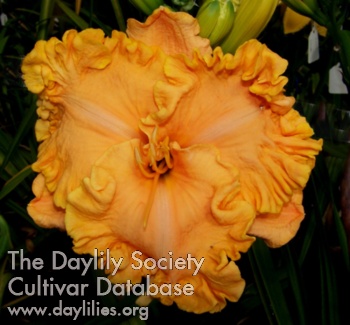 Citrus Delight AHS image
