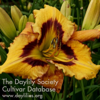 Apatura Bouquet for Summer AHS image