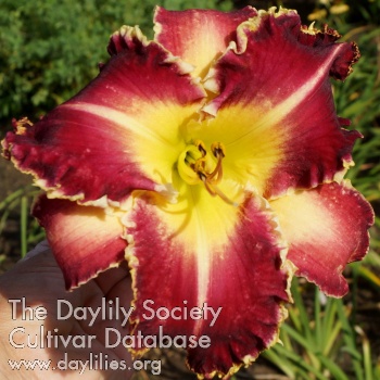 Apatura Burgundy Rose AHS image