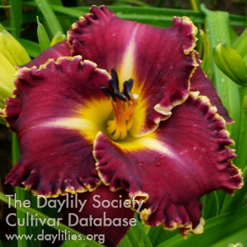 Apatura Burgundy Vine AHS image