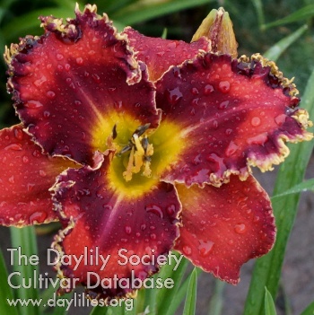 Apatura Kissed by Fairy AHS image