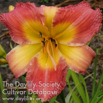 Apatura Pink Butterfly AHS image