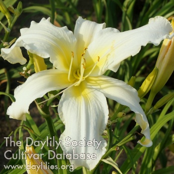 Apatura White Swallow AHS image