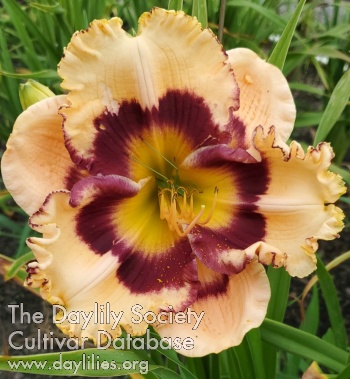 Lily Farm Big Bad Leroy Brown AHS image