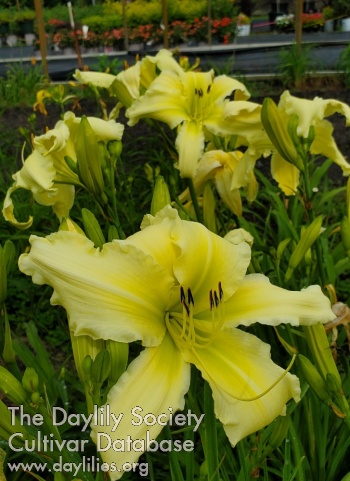 Lily Farm Blushing Bride AHS image