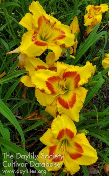 Lily Farm Book of Revelation AHS image
