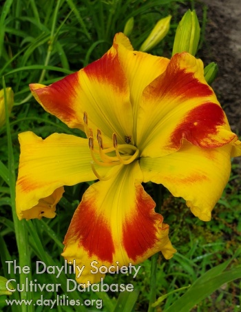 Lily Farm Molotov Cocktail AHS image