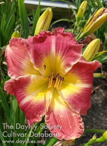 Lily Farm Rose Heart AHS image