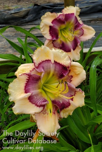 Lily Farm Spectral Bliss AHS image