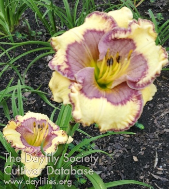 Lily Farm Spin Art AHS image