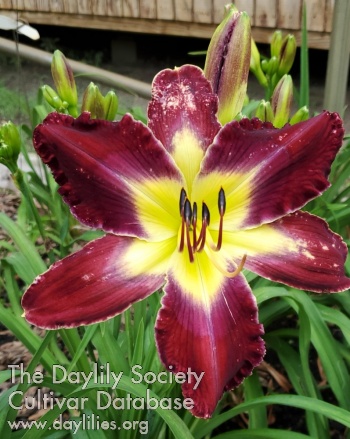 Lily Farm Take My Breath Away AHS image