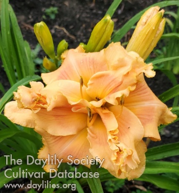 Lily Farm Tangerine Souffle AHS image