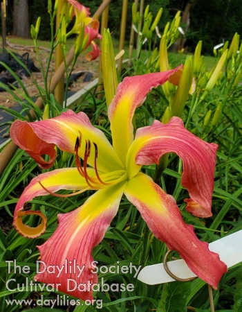 Lily Farm Pinky Tuscadero AHS image
