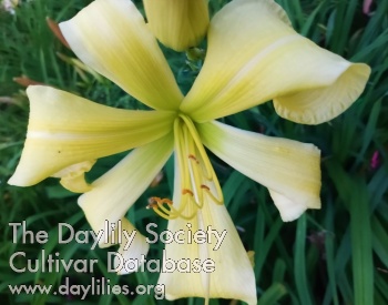 Yellow Scissors Curled Ribbons AHS image