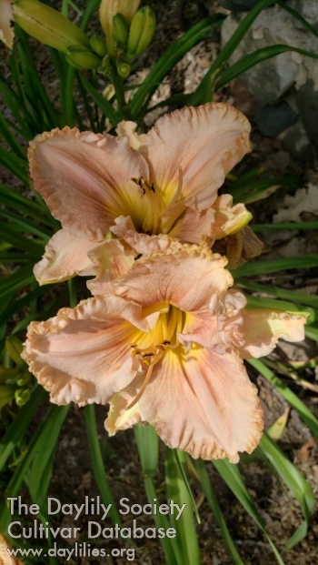 Marjie Jane AHS image