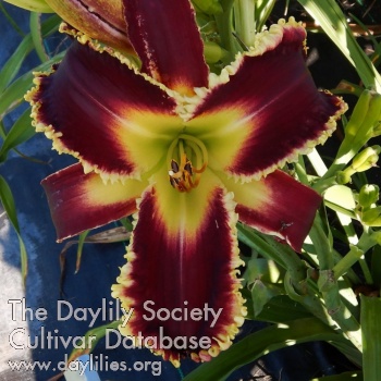Jagged Jewel AHS image