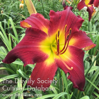 Dancing in the Garden AHS image