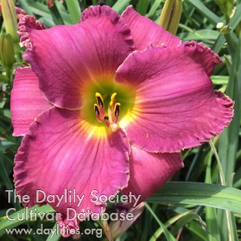 Mauve Pearl AHS image