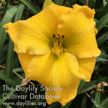 SIT Golden Rays AHS image