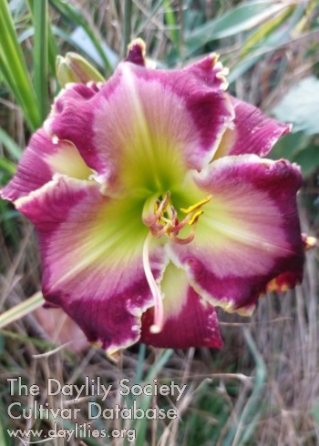 Minjas Purple Magic AHS image