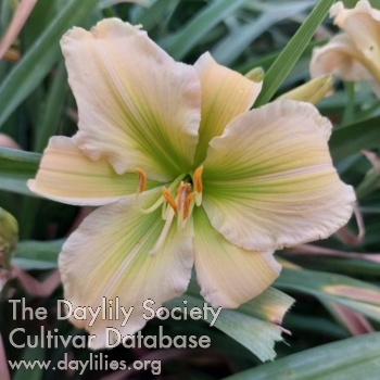 Taunus Coral Dawn AHS image