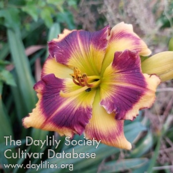 Taunus Purple Rave AHS image