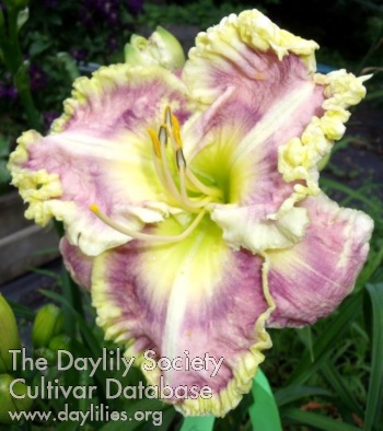 Diva de Neuville AHS image