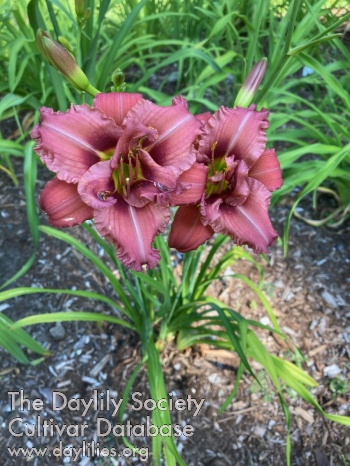 Double or Naught AHS image