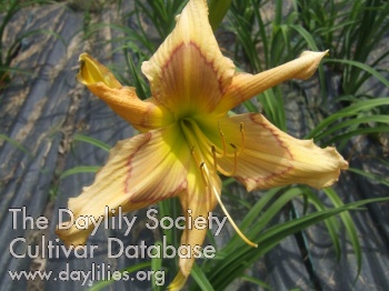 Bloomin' Moon AHS image