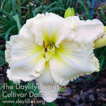 Spacecoast Big Frosty AHS image