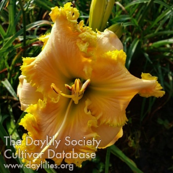 Spacecoast Lap of Luxury AHS image