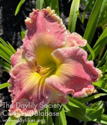 Sassy Sybil AHS image