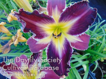 Erica Terpstra